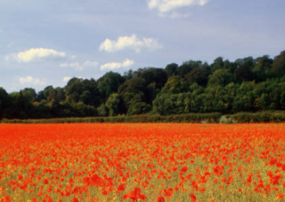 Artois gîtes Arleux en Gohelle